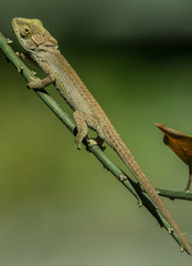 Bradypodion damaranum