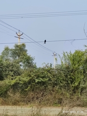 Dicrurus macrocercus