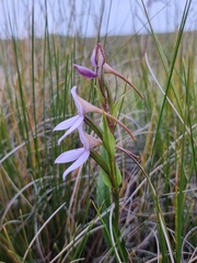 Brownleea macroceras