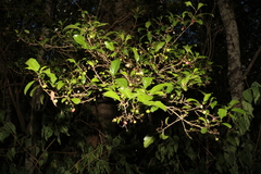 Vitex lignum-vitae