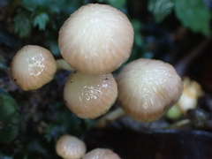 Hodophilus glabripes