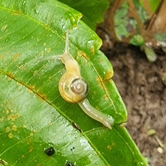 Helicarion perfragilis
