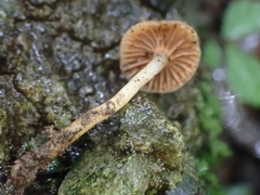 Hodophilus glabripes