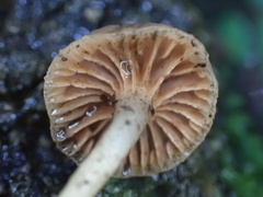 Hodophilus glabripes