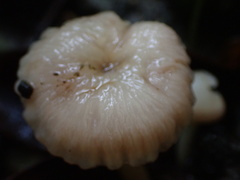 Hodophilus glabripes