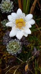 Leucogenes leontopodium