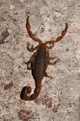 Pseudolychas ochraceus