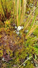 Leucogenes leontopodium