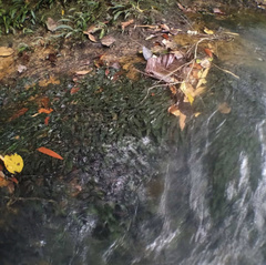 Cryptocoryne affinis