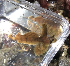 Nautichthys oculofasciatus