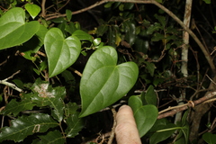 Tinospora smilacina