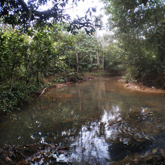 Cryptocoryne affinis
