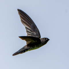 Caprimulgiformes