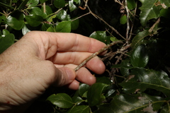 Tinospora smilacina