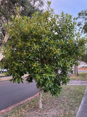 Tristaniopsis laurina