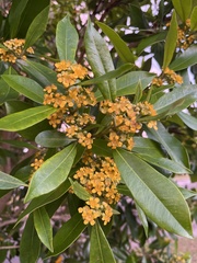 Tristaniopsis laurina