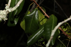 Croton acronychioides