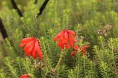 Erica cerinthoides cerinthoides
