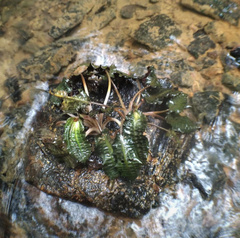 Cryptocoryne affinis