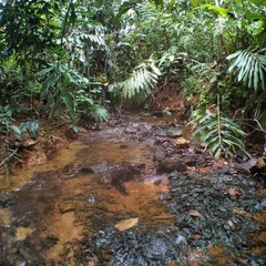 Cryptocoryne affinis