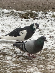 Columba livia domestica