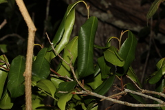 Croton acronychioides