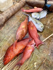 Caranx melampygus