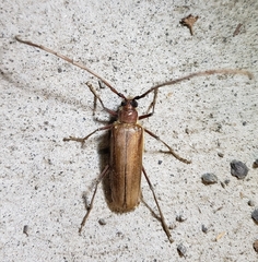 Ochrocydus huttoni