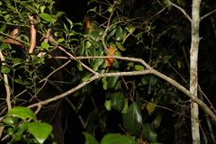 Croton acronychioides