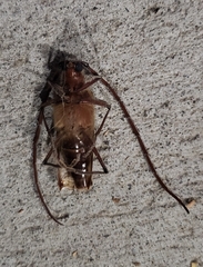 Ochrocydus huttoni