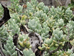 Sedum allantoides