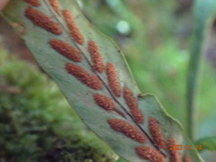 Notogrammitis billardierei