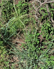 Chloris mossambicensis