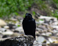 Corvus coronoides