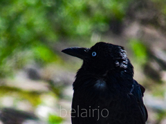 Corvus coronoides