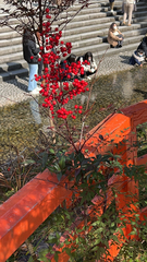 Nandina domestica