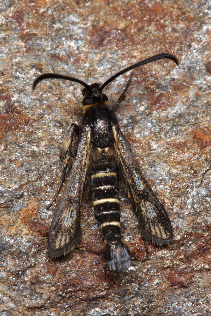 Pyropteron kautzi