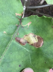 Stigmella cypracma