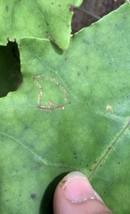 Stigmella cypracma