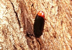 Pseudomorphini
