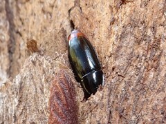 Pseudomorphini