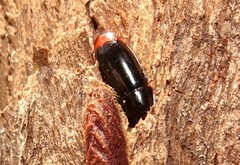 Pseudomorphini