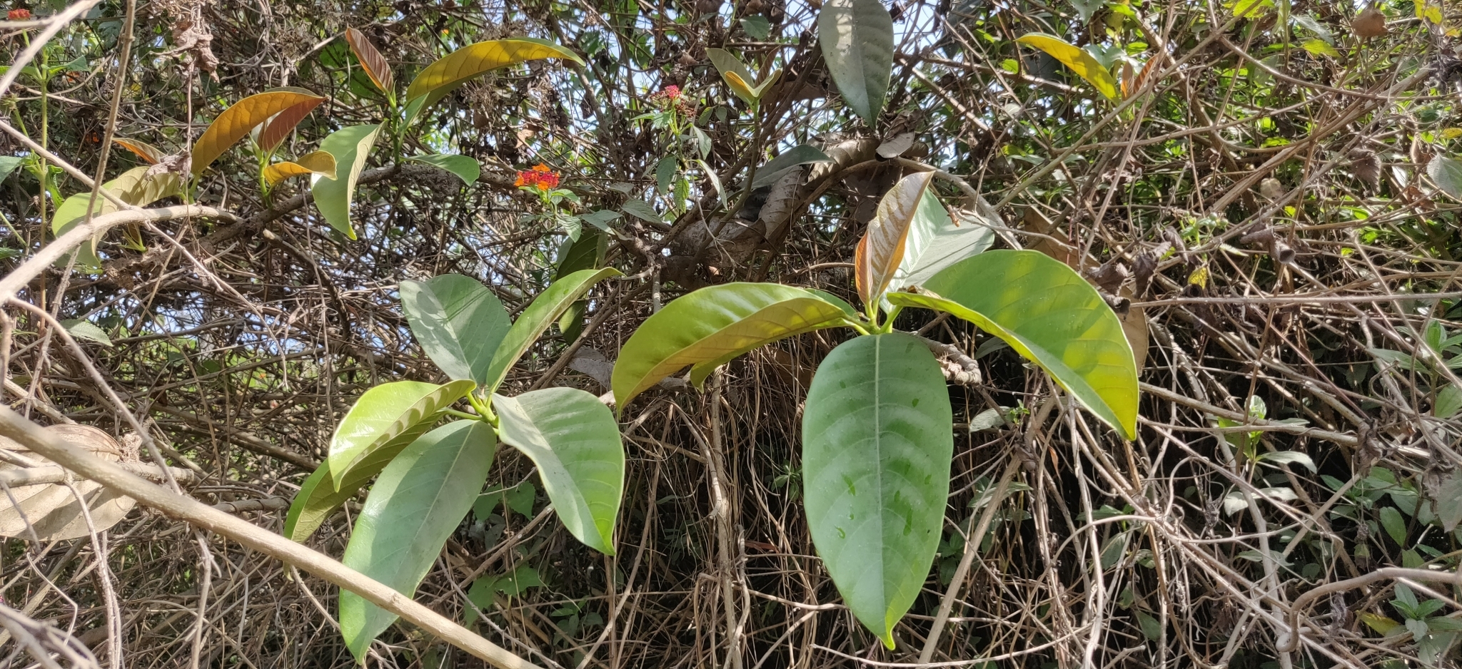 Imagem de Gameleira-branca