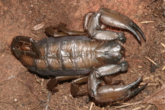 Hadogenes soutpansbergensis