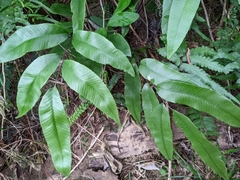 Diplazium donianum