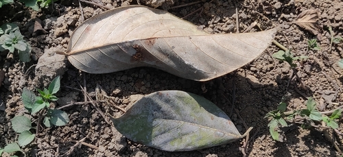 Image of Ficus callosa by (c) T R Shankar Raman, some rights reserved (CC BY)