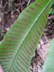 Diplazium donianum