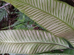 Diplazium donianum