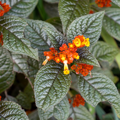 Chrysothemis pulchella