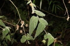 Abutilon oxycarpum